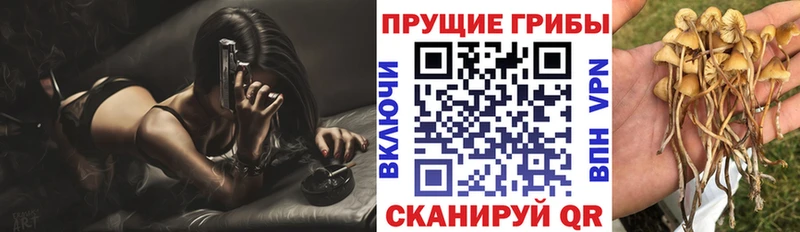 Купить  Печоры  Псилоцибиновые грибы Psilocybine cubensis 